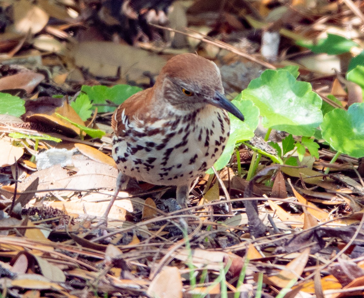 Brown Thrasher - ML633617088