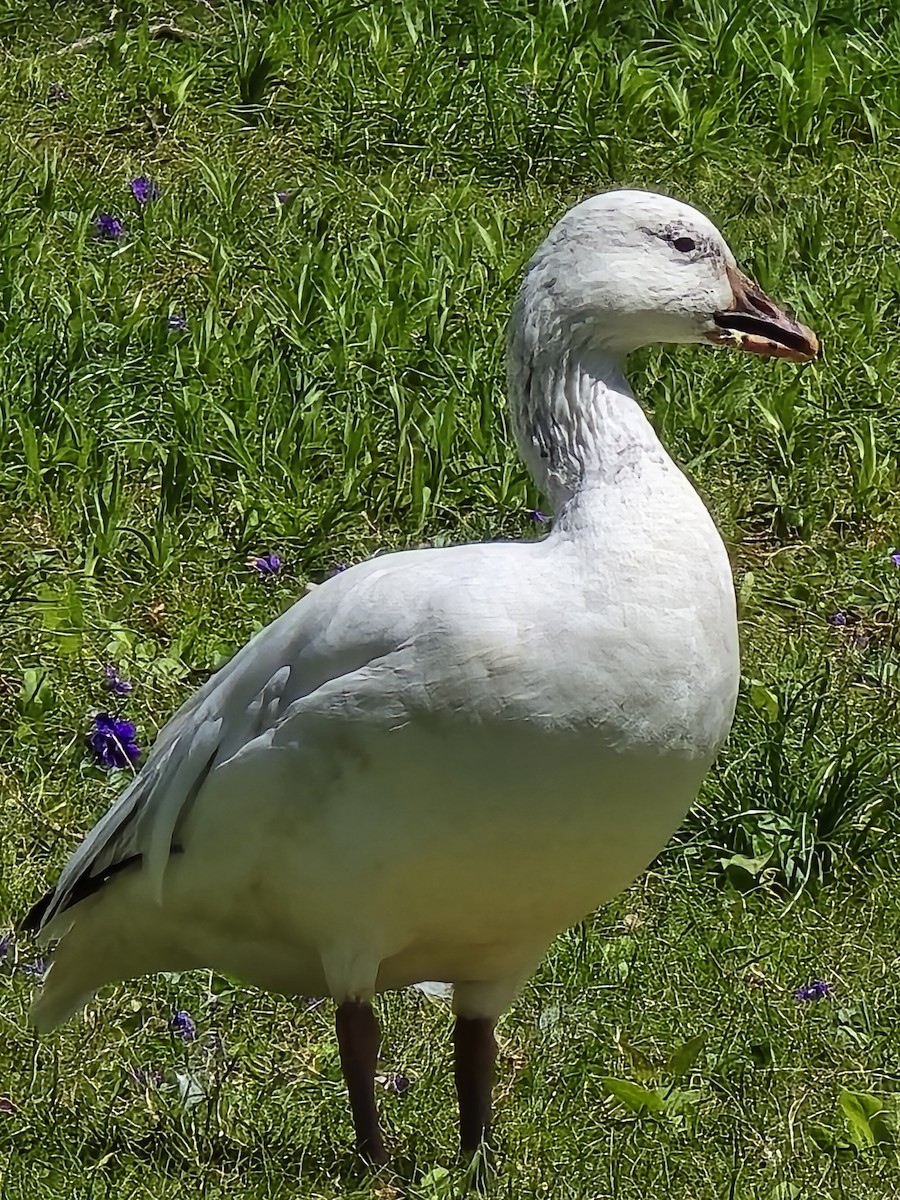 Snow Goose - ML633617125