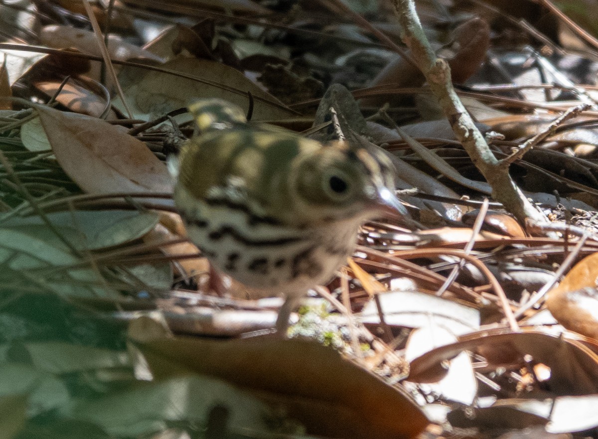 Ovenbird - ML633617140