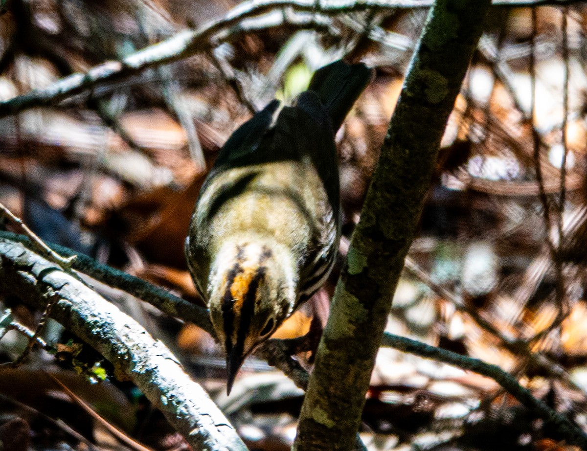 Ovenbird - ML633617141