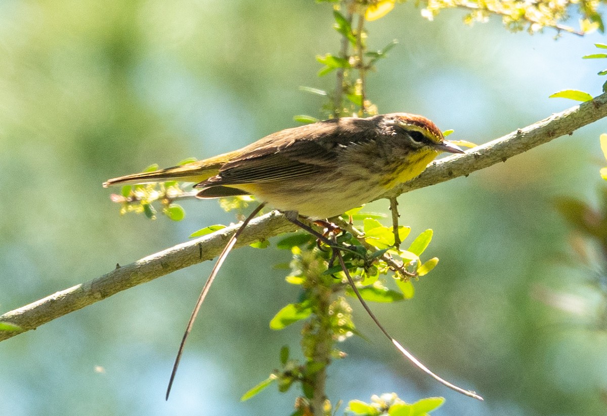Palm Warbler - ML633617150