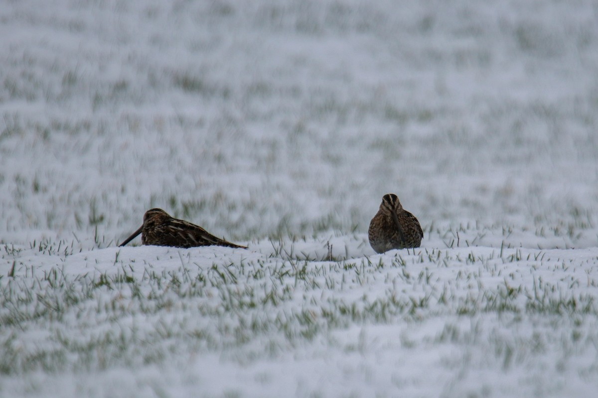 Wilson's Snipe - ML633617182