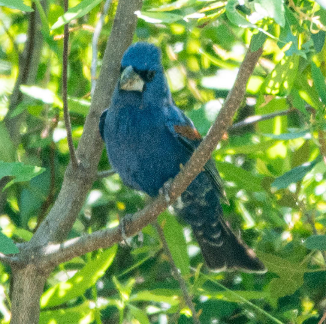 Blue Grosbeak - ML633617188