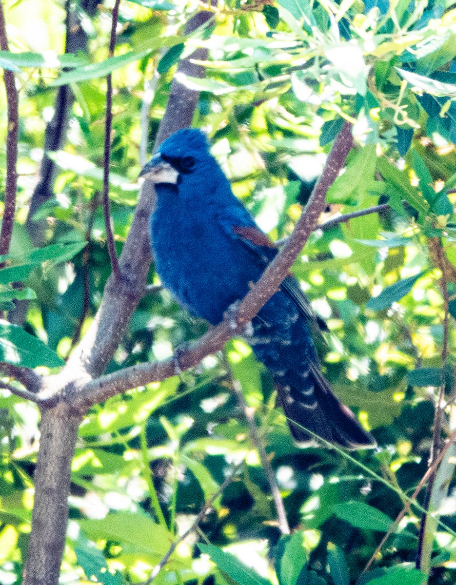 Blue Grosbeak - ML633617190