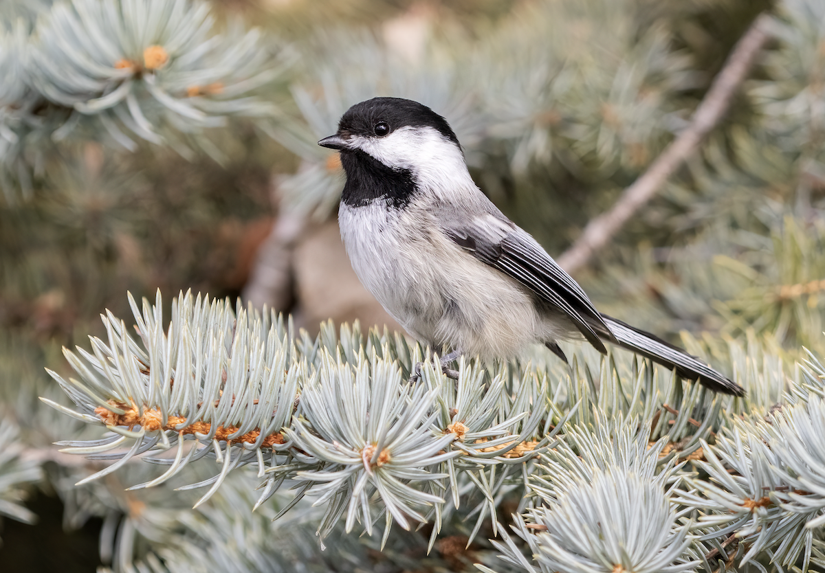Black-capped Chickadee - ML633617193