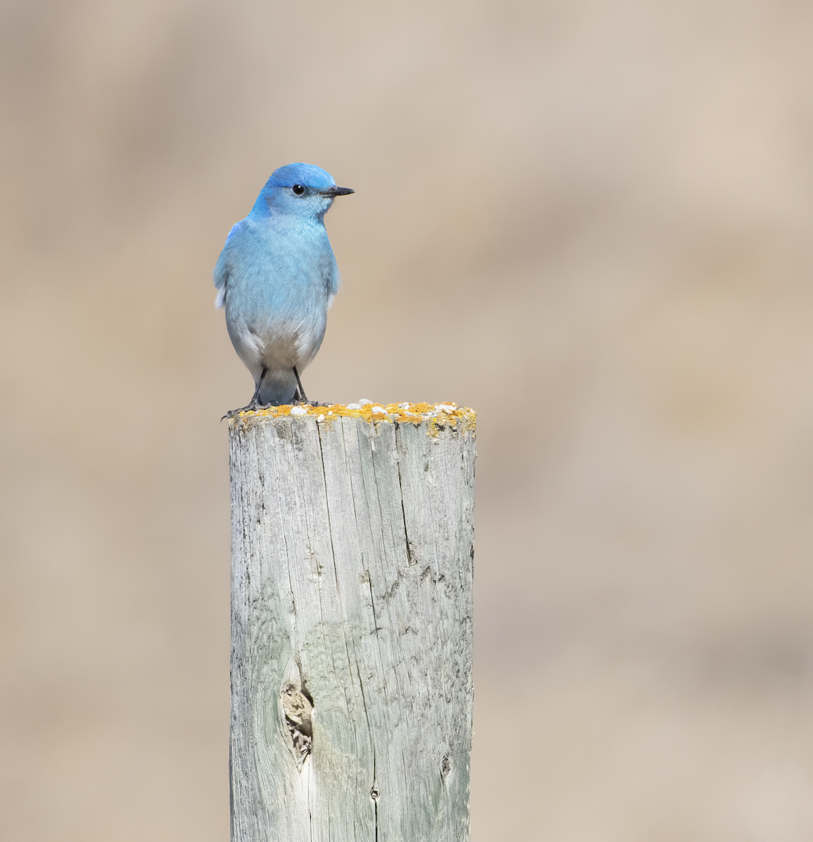 Mountain Bluebird - ML633617208