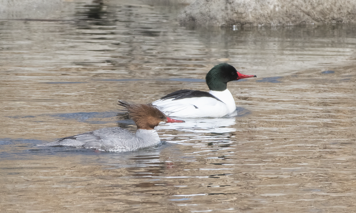 Common Merganser - ML633617224