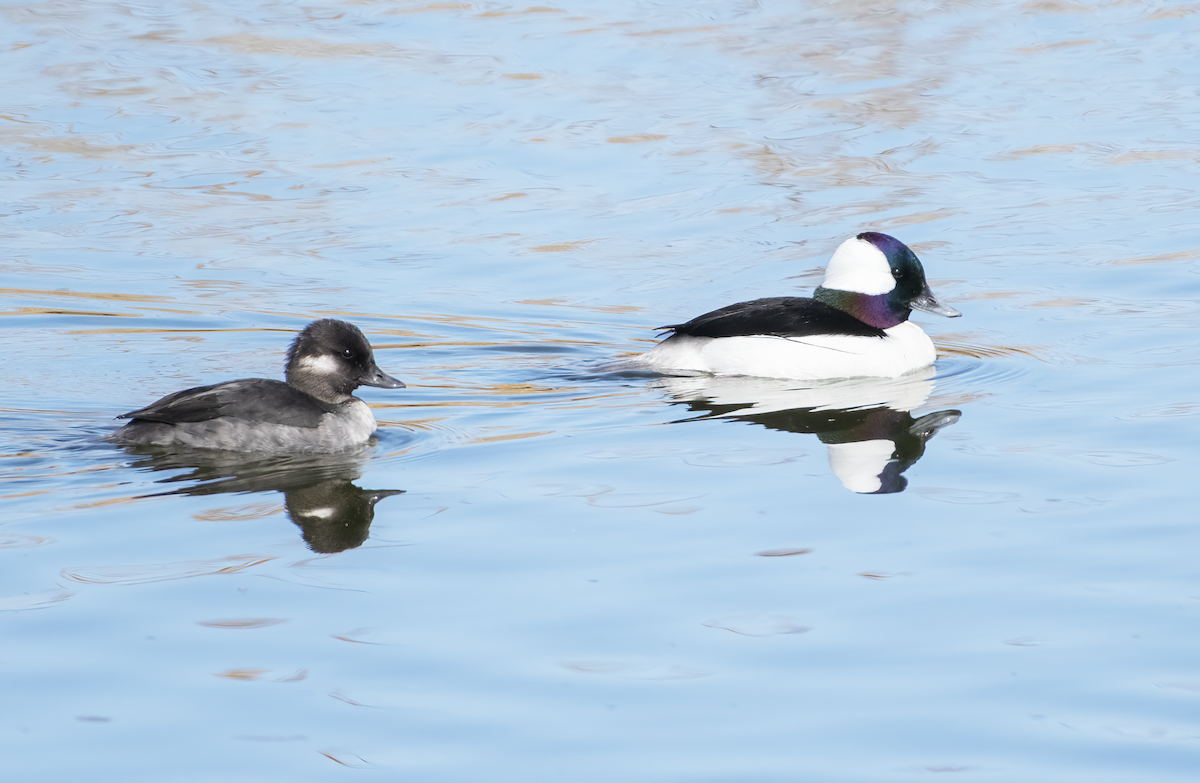 Bufflehead - ML633617232