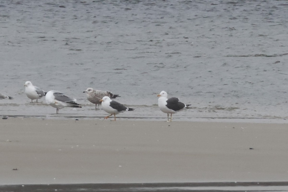 Lesser Black-backed Gull - ML633617255