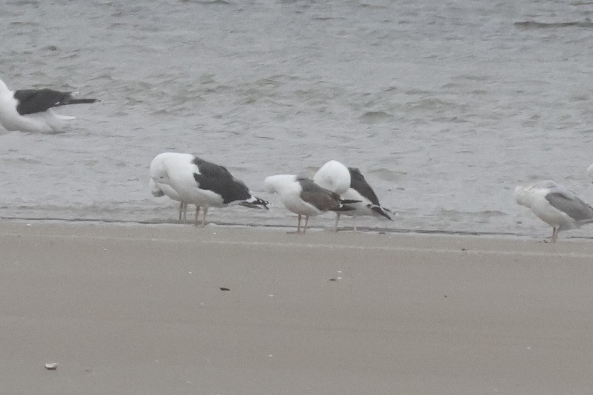 Lesser Black-backed Gull - ML633617256