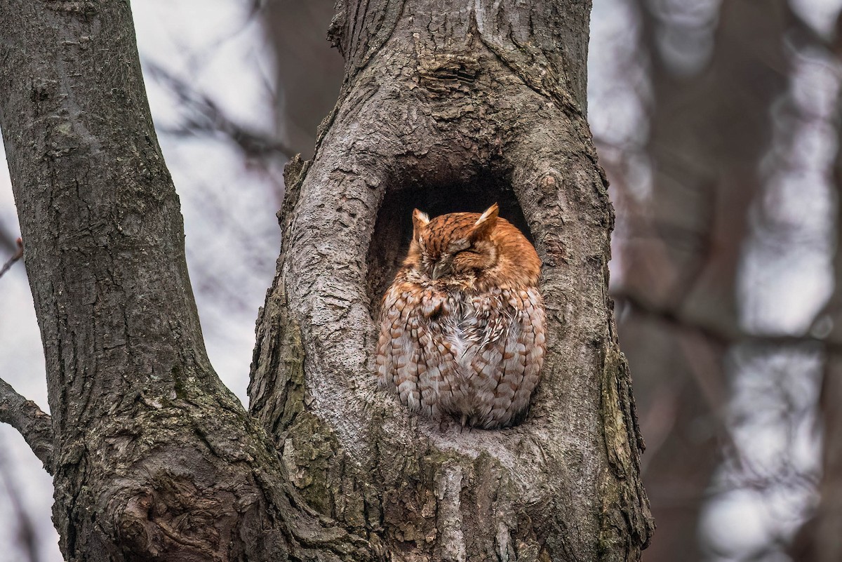 Eastern Screech-Owl - ML633617362