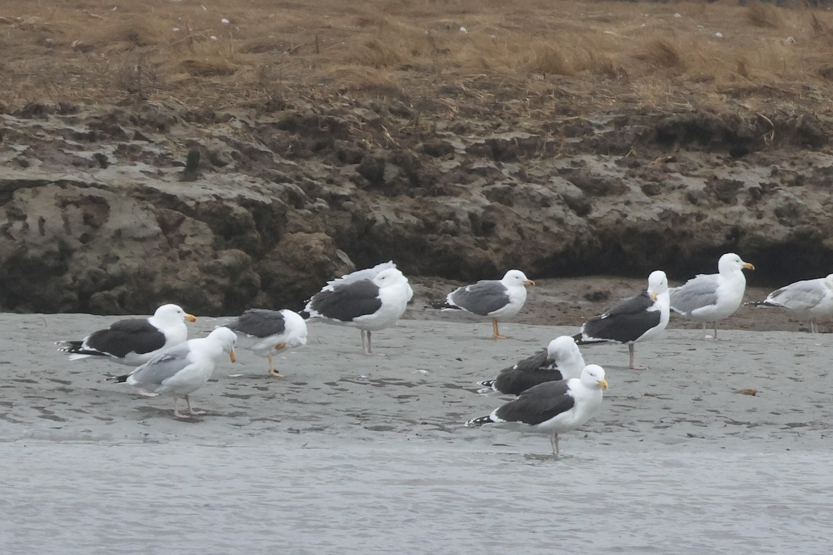 Lesser Black-backed Gull - ML633617386