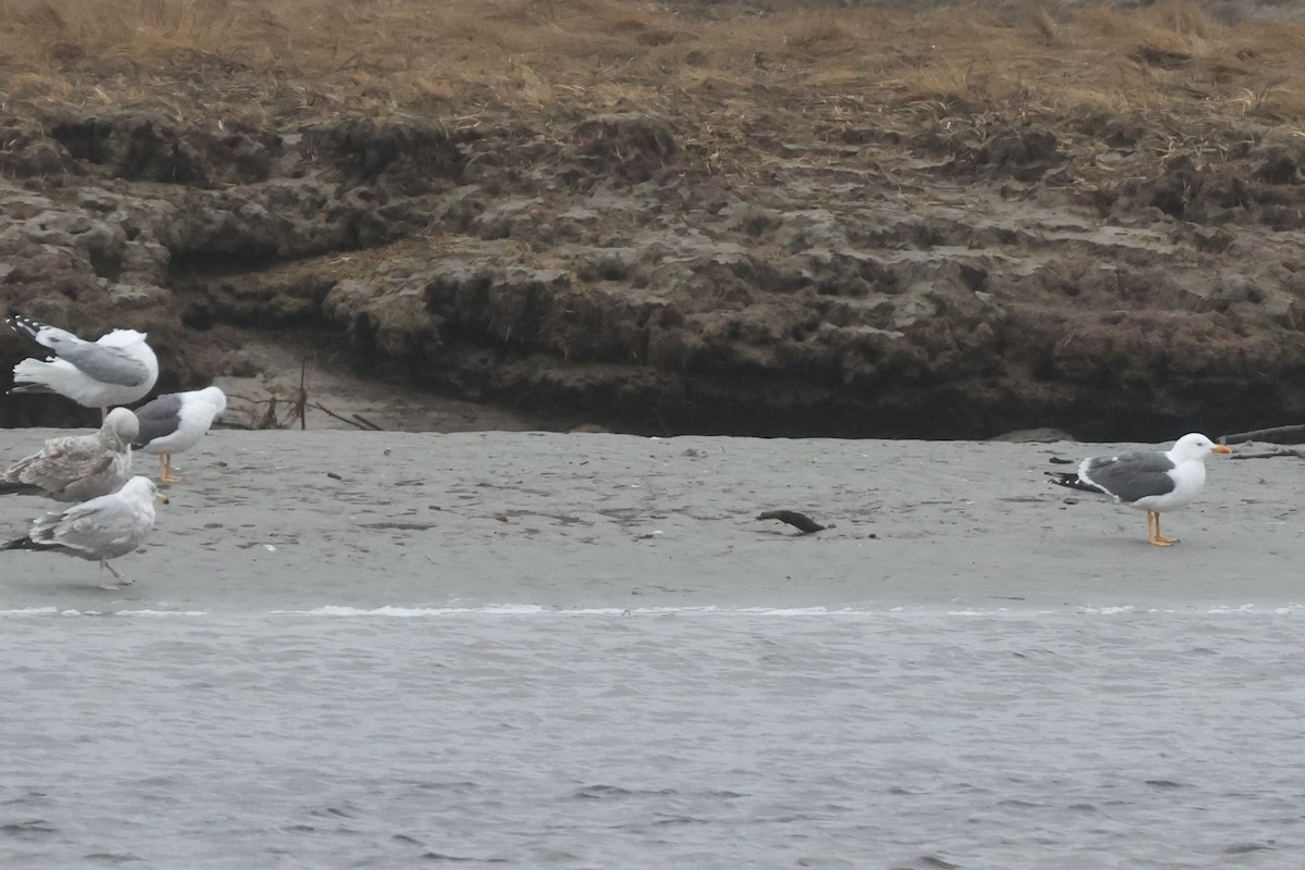Lesser Black-backed Gull - ML633617387