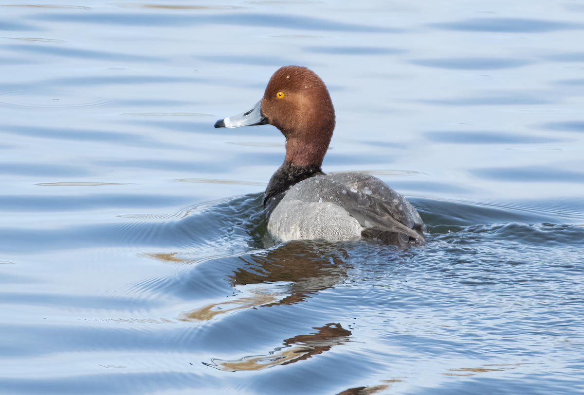 Redhead - ML633617512
