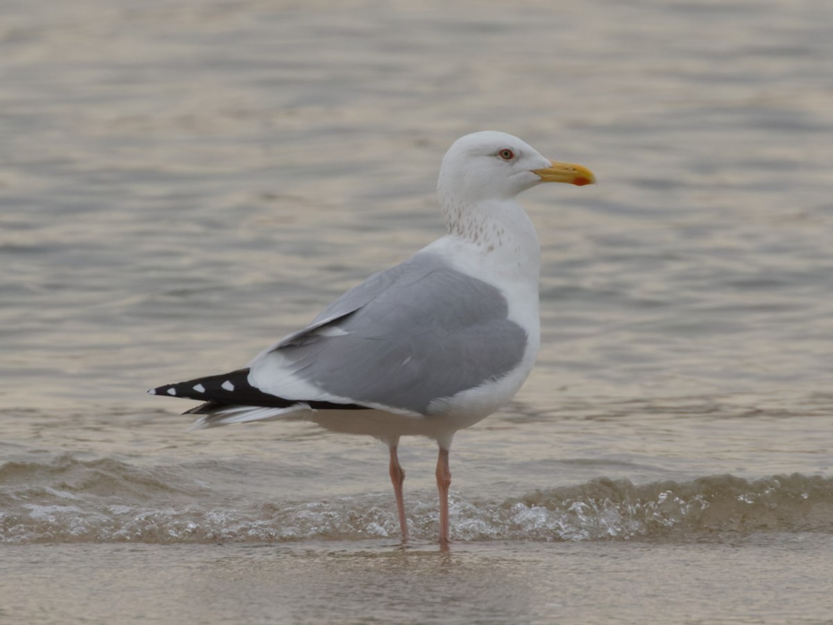 Mongolian Gull - ML633617556
