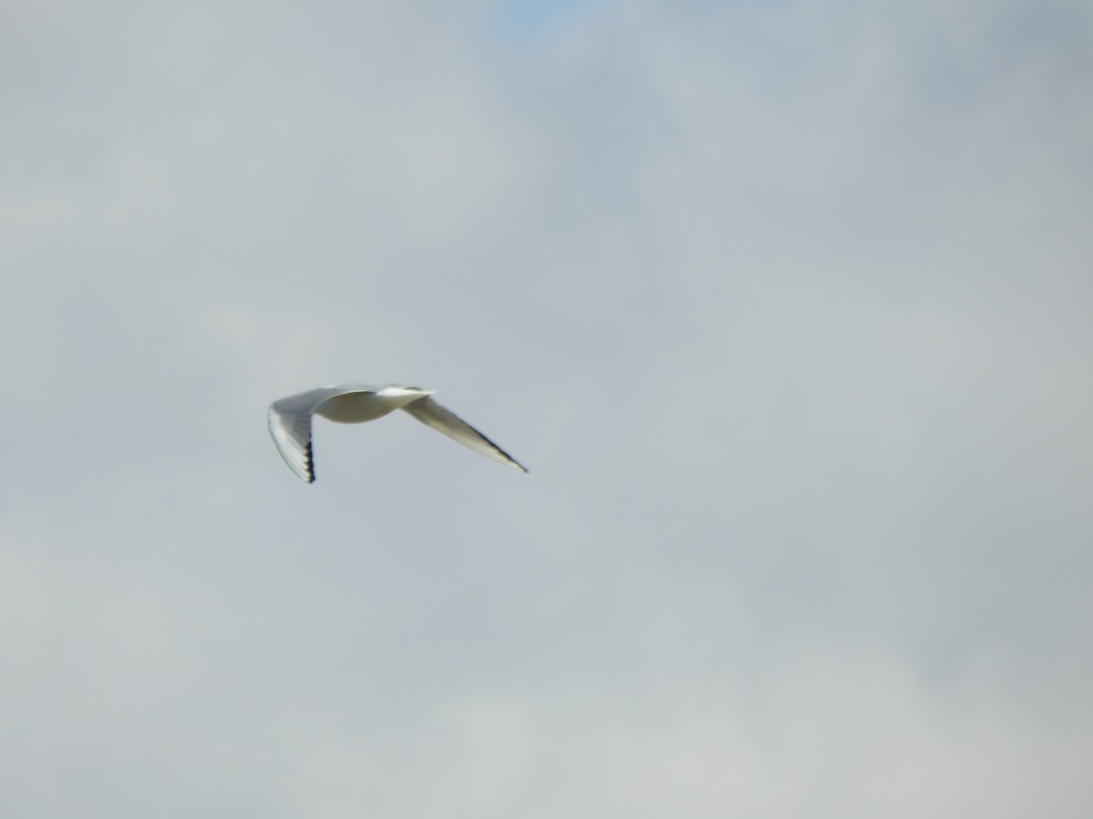 Mouette de Bonaparte - ML633617670