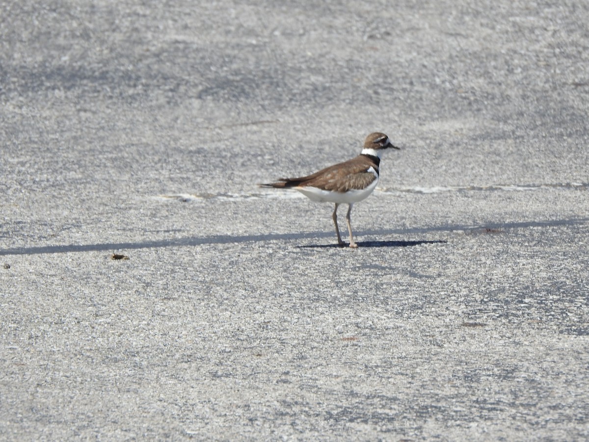 Killdeer - ML633617685