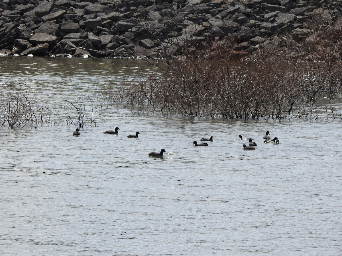 American Coot - ML633617691