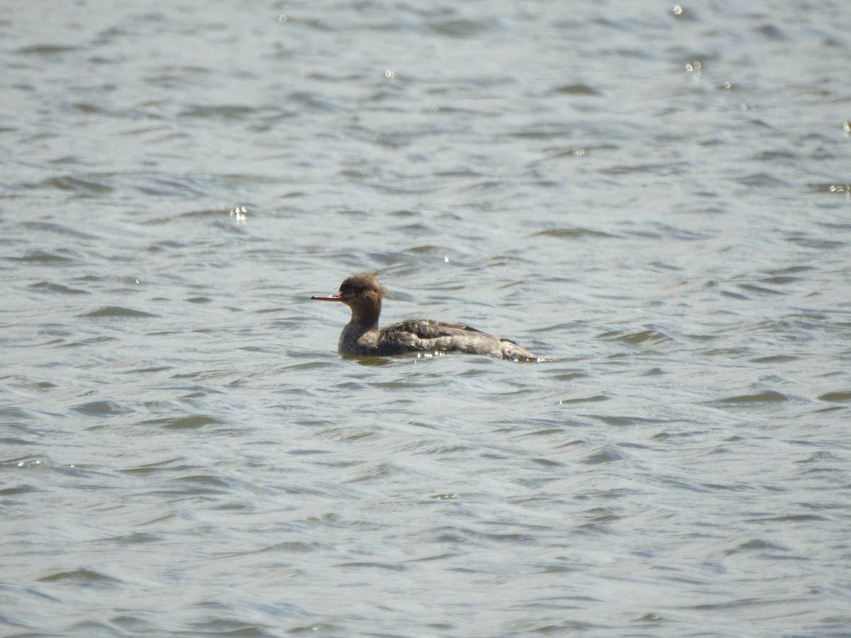Red-breasted Merganser - ML633617717