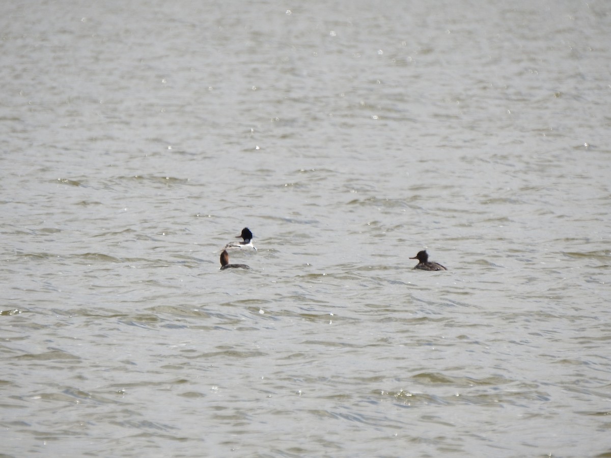 Red-breasted Merganser - ML633617718