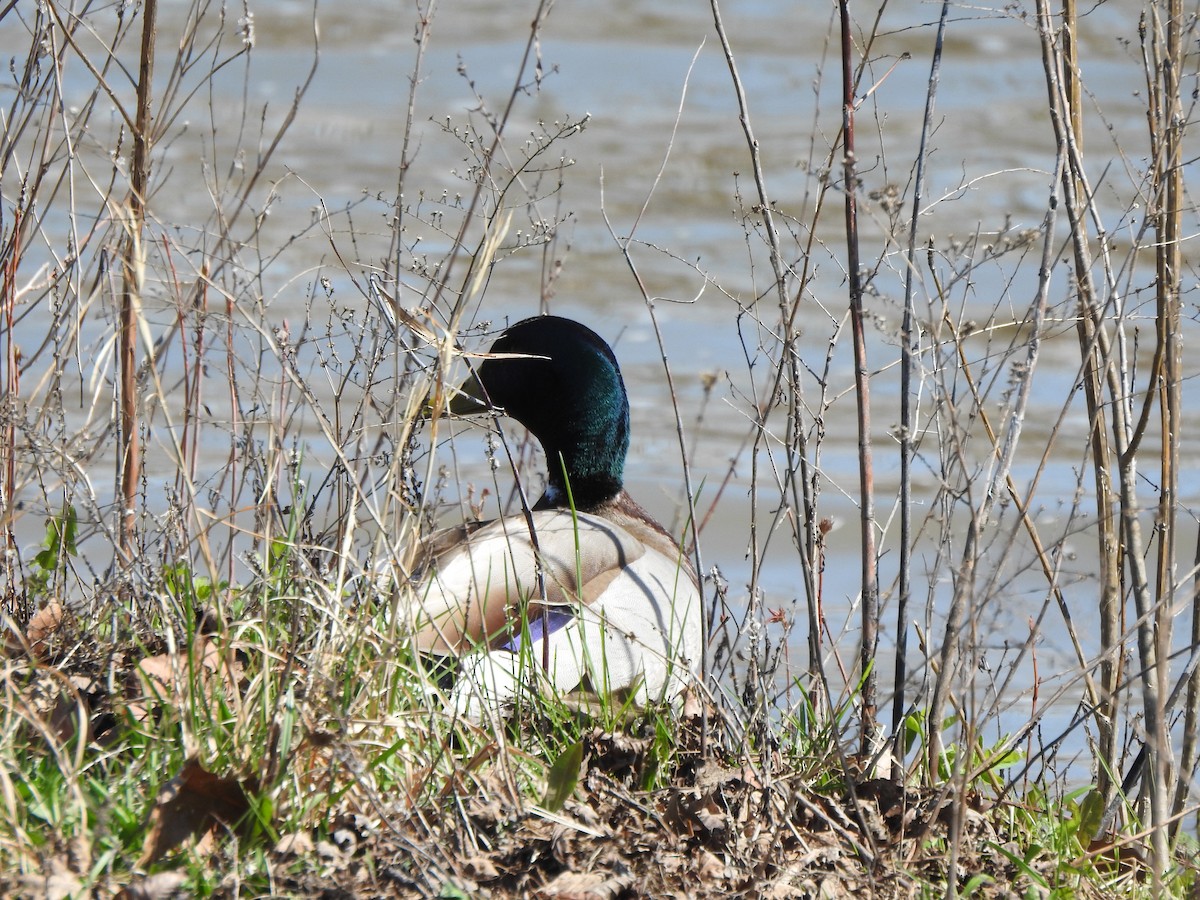 Mallard - ML633617724
