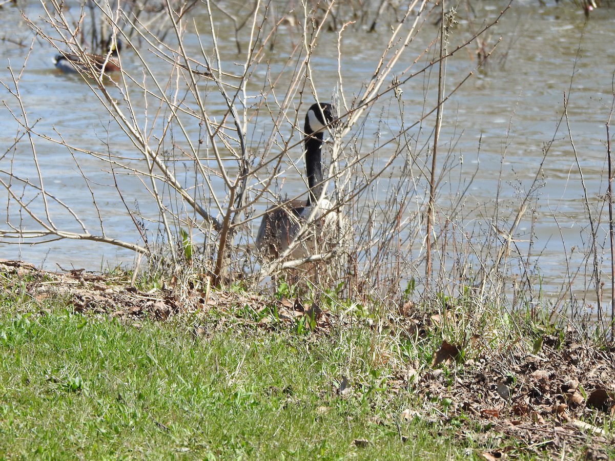 Canada Goose - ML633617728