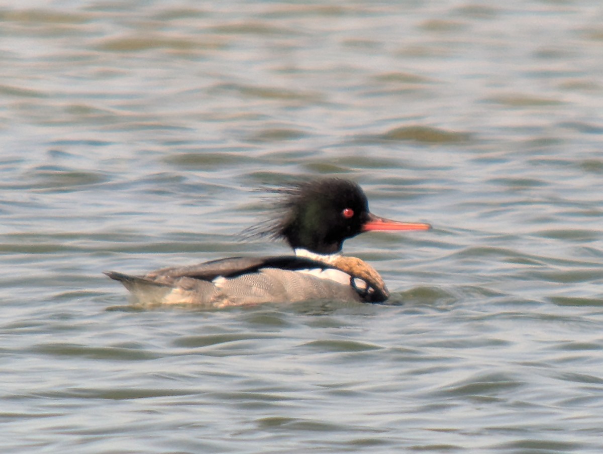Red-breasted Merganser - ML633617781