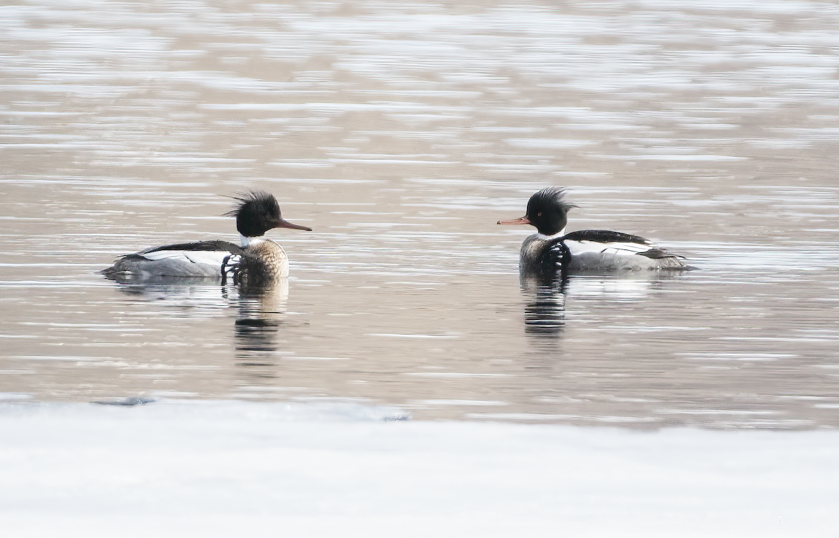 Red-breasted Merganser - ML633617786