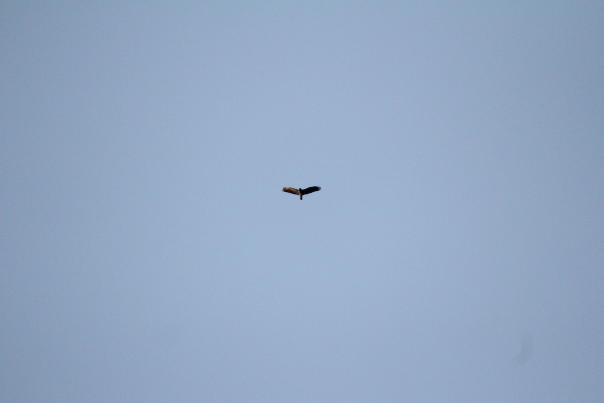 Zone-tailed Hawk - ML633617974