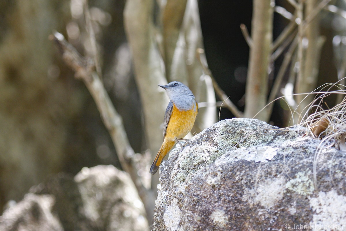 Forest Rock-Thrush - ML633618208