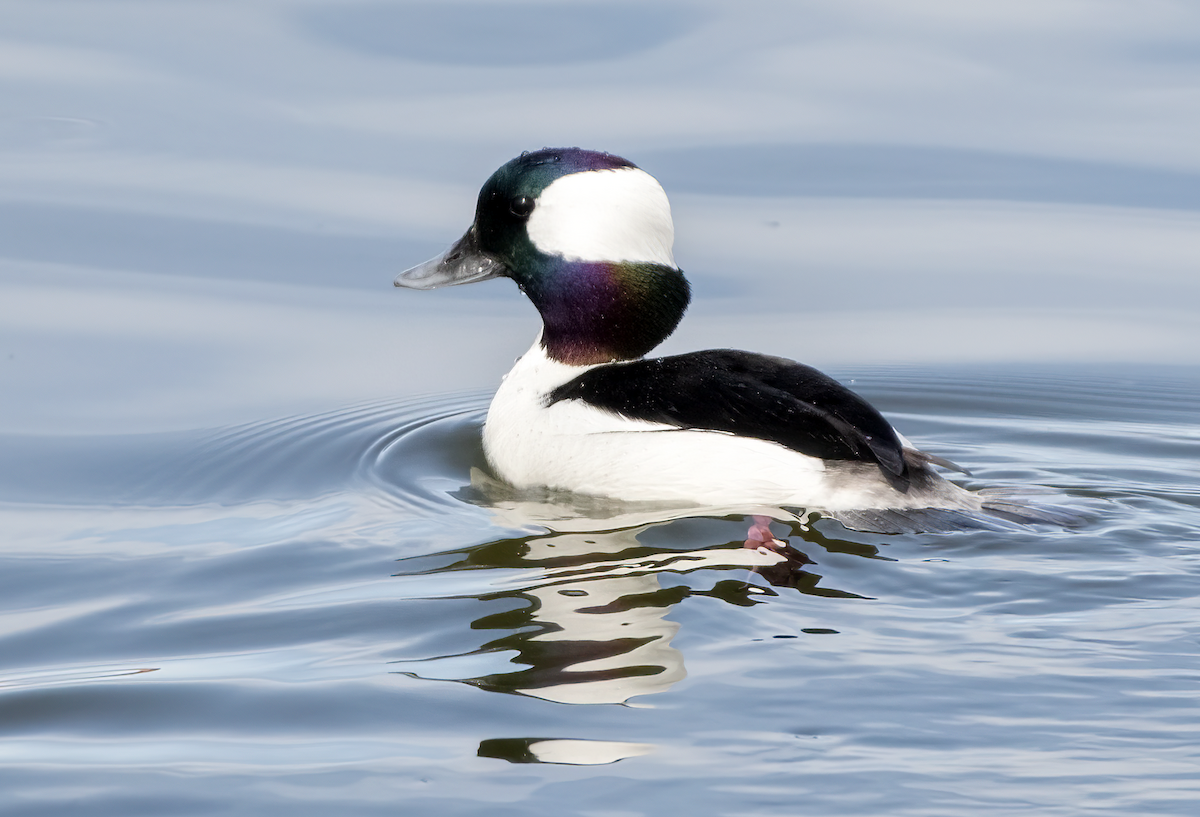 Bufflehead - ML633618271