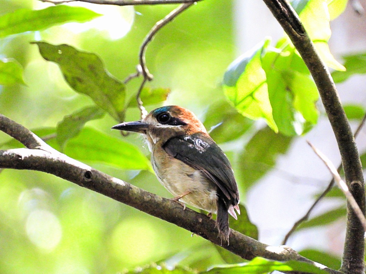 dvergmotmot - ML633618387