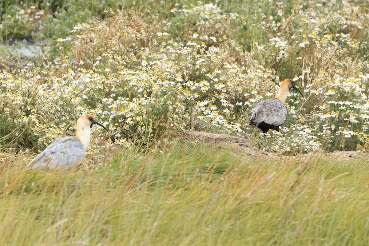 Black-faced Ibis - ML633618775