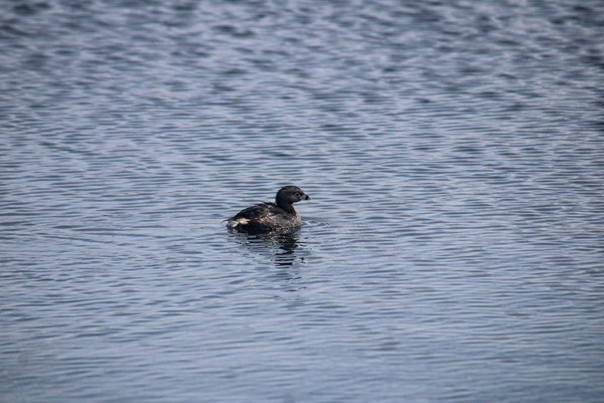 Pied-billed Grebe - ML633619104