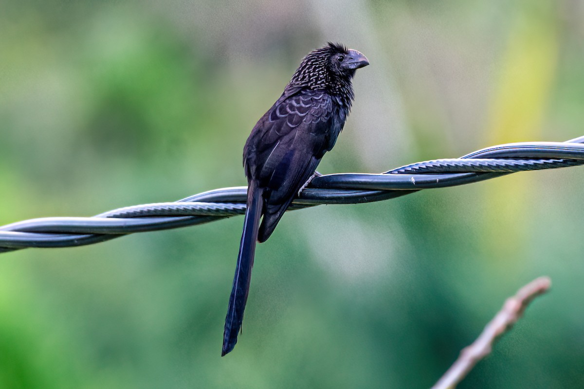 Smooth-billed Ani - ML633619114