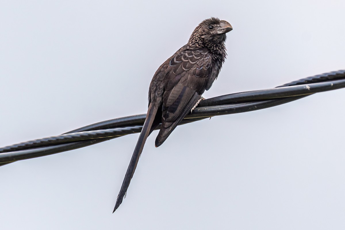Smooth-billed Ani - ML633619143