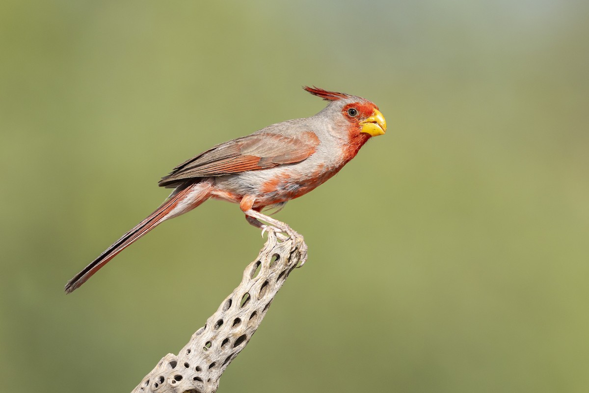 Pyrrhuloxia - ML633619276