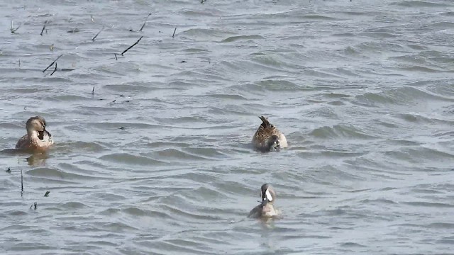 Blue-winged Teal - ML633619389