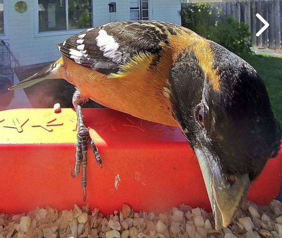 Black-headed Grosbeak - ML633619432