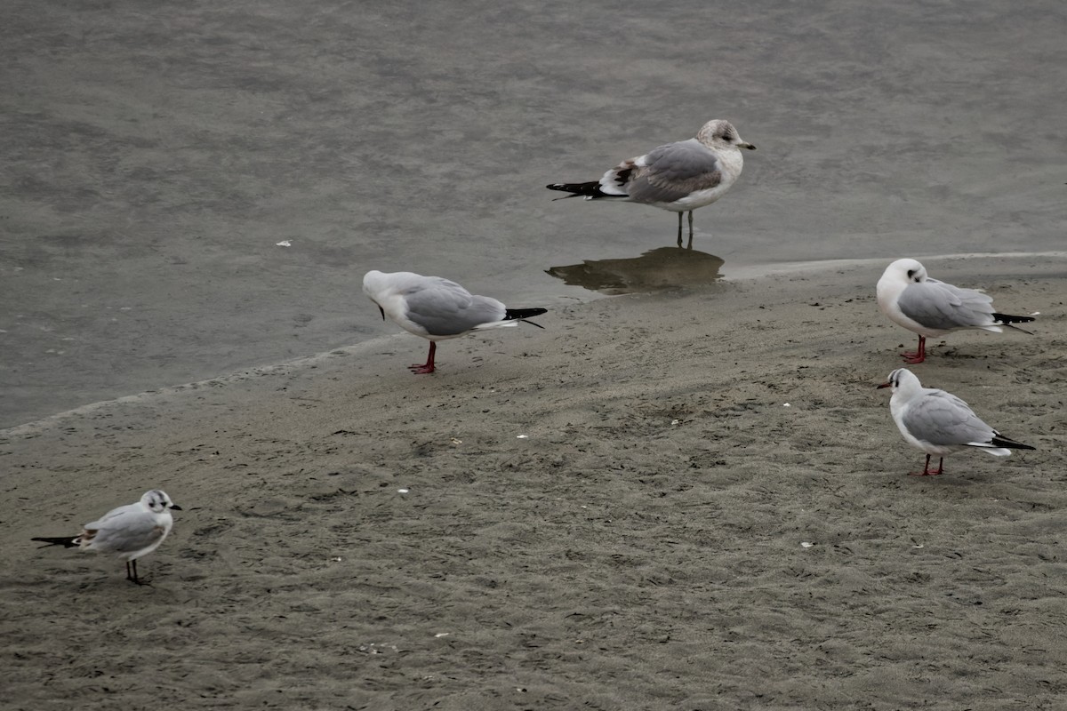 Common Gull (Kamchatka) - ML633619478