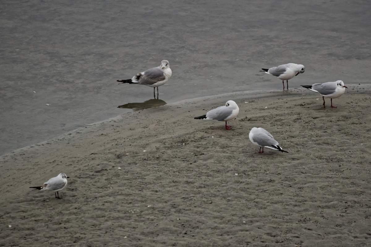 Common Gull (Kamchatka) - ML633619479