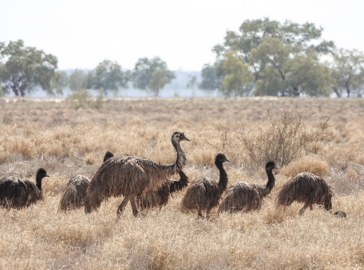 Emu - ML633619585