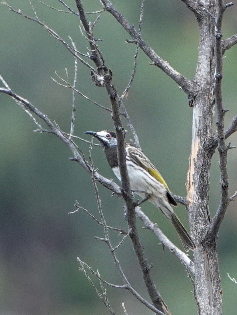 White-fronted Honeyeater - ML633619620