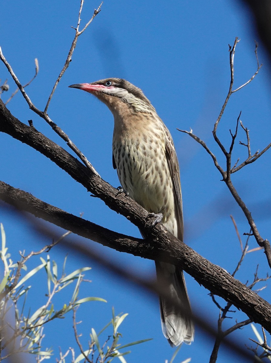 Spiny-cheeked Honeyeater - ML633619642