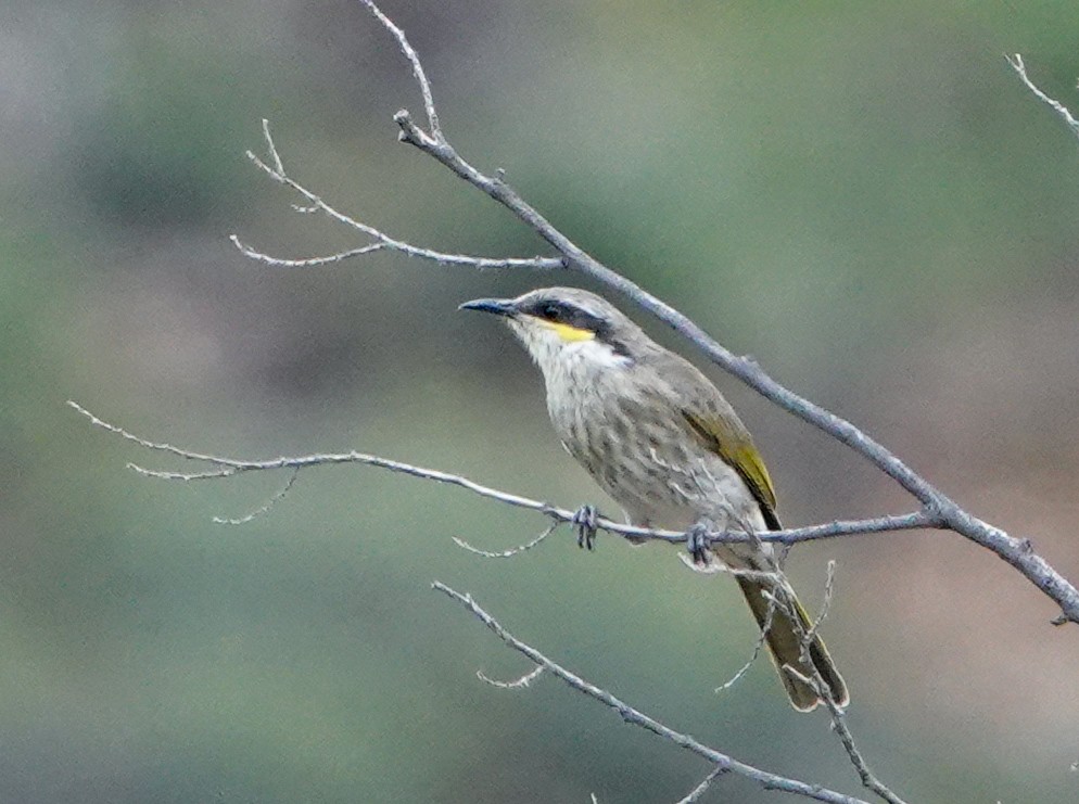 Singing Honeyeater - ML633619664