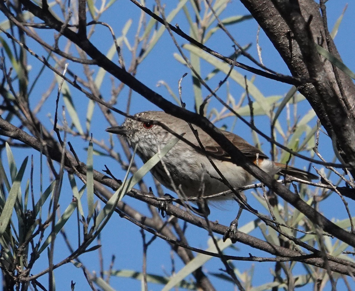 Inland Thornbill - ML633619701