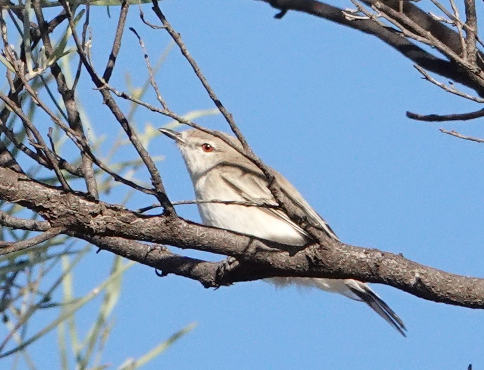 Western Gerygone - ML633619735