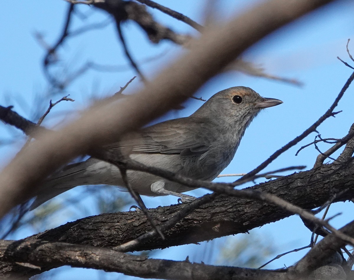 Gray Shrikethrush - ML633619776