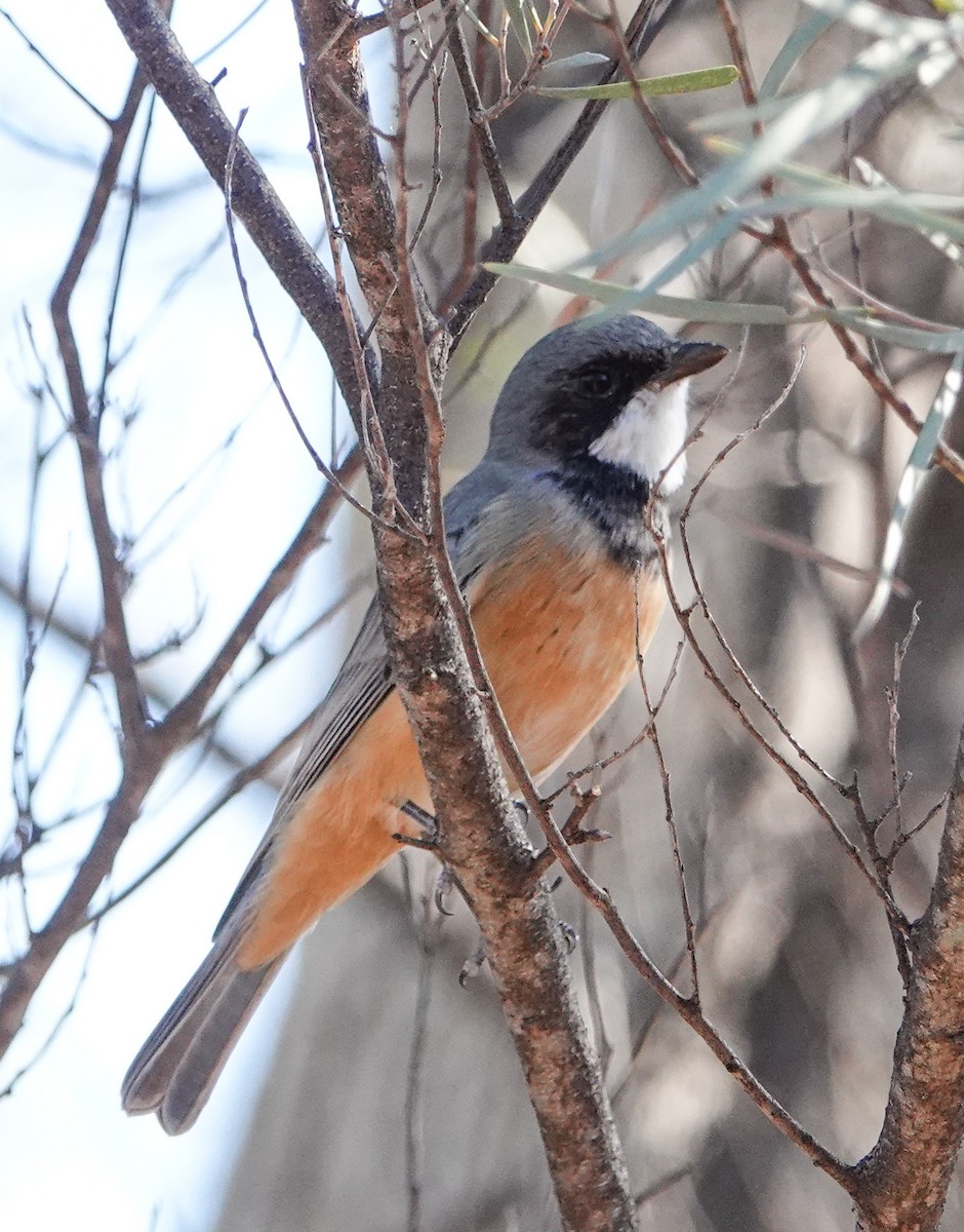Rufous Whistler - ML633619797