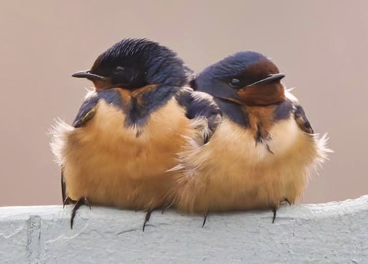 Barn Swallow - ML633619810